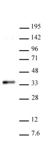 RYBP Antibody in Western Blot (WB)