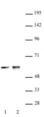 CDK8 Antibody in Western Blot (WB)