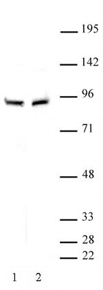 beta-Catenin Antibody in Western Blot (WB)