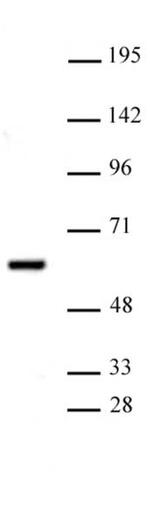 PRMT2 Antibody in Western Blot (WB)