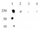 DNMT1 monomethyl (Lys142) Antibody in Dot Blot (DB)
