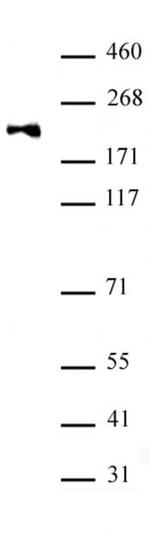 DNMT1 monomethyl (Lys142) Antibody in Western Blot (WB)