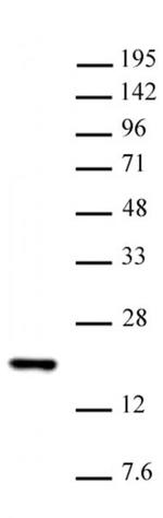 Histone H3K14me1 Antibody in Western Blot (WB)