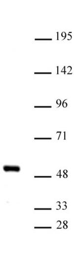 IRF-4 Antibody in Western Blot (WB)