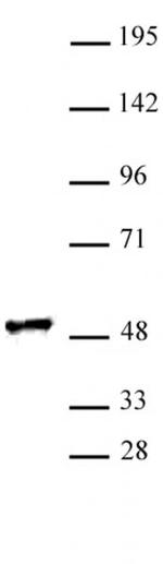 RING1 Antibody in Western Blot (WB)