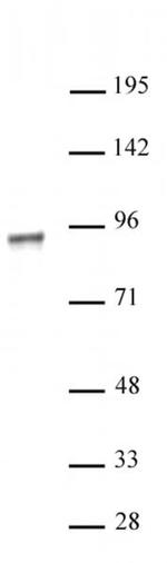 NR3C1 Antibody in Western Blot (WB)