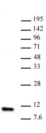 Histone H4 Antibody in Western Blot (WB)