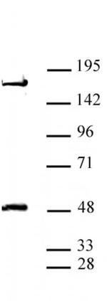 AEBP2 Antibody in Western Blot (WB)