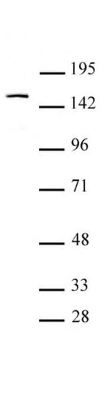 BRPF1 Antibody in Western Blot (WB)