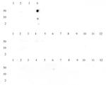 Histone H3K14me3 Antibody in Dot Blot (DB)