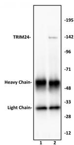 TRIM24 Antibody in Immunoprecipitation (IP)