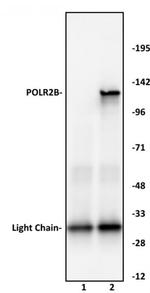 POLR2B Antibody in Immunoprecipitation (IP)
