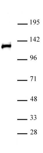 POLR2B Antibody in Western Blot (WB)