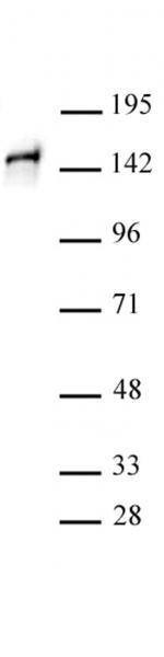 STAG1 Antibody in Western Blot (WB)