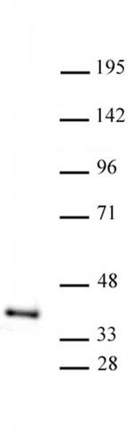 ATF1 Antibody in Western Blot (WB)