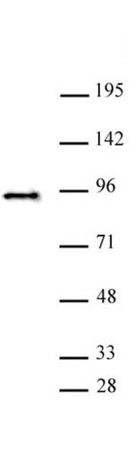 SATB2 Antibody in Western Blot (WB)