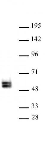 TCF7 Antibody in Western Blot (WB)