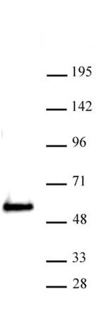 SMARCE1 Antibody in Western Blot (WB)