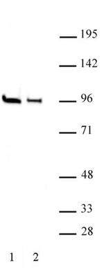 EZH1 Antibody in Western Blot (WB)