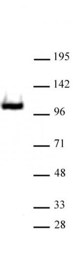RB1 Antibody in Western Blot (WB)