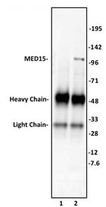 MED15 Antibody in Immunoprecipitation (IP)