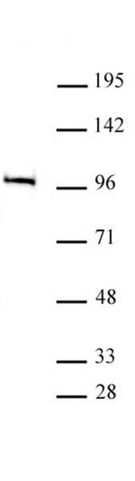 MED15 Antibody in Western Blot (WB)