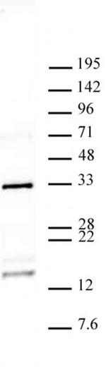 Histone H2AQ104me1 Antibody in Western Blot (WB)