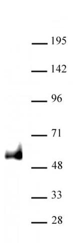 PAX6 Antibody in Western Blot (WB)