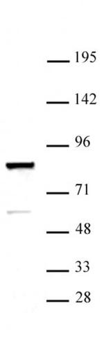 ARID3A Antibody in Western Blot (WB)