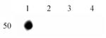 Phospho-Histone H2A.X (Tyr 142) Antibody in Dot Blot (DB)