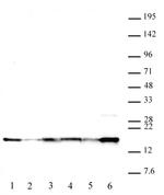 Phospho-Histone H2A.X (Tyr 142) Antibody in Western Blot (WB)