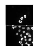 Phospho-Histone H3 (Ser10) Antibody in Immunocytochemistry (ICC/IF)