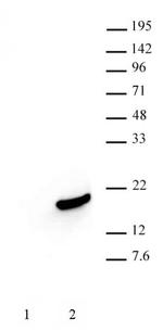Phospho-Histone H3 (Ser10) Antibody in Western Blot (WB)