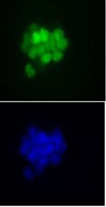 Nanog Antibody in Immunocytochemistry (ICC/IF)