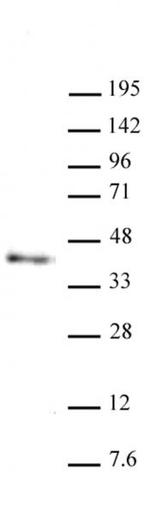 Nanog Antibody in Western Blot (WB)