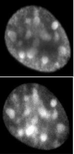 Histone H3.1 / 3.2 Antibody in Immunocytochemistry (ICC/IF)