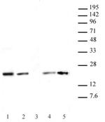 Histone H3.1 / 3.2 Antibody in Western Blot (WB)
