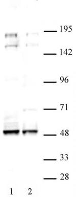 MAF Antibody in Western Blot (WB)