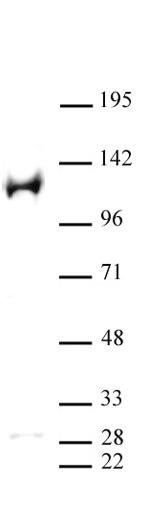 PARP-1 N-terminal Antibody in Western Blot (WB)
