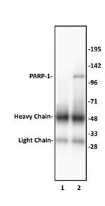 PARP-1 N-terminal Antibody in Western Blot (WB)