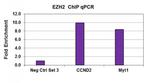 EZH2 Antibody in ChIP Assay (ChIP)