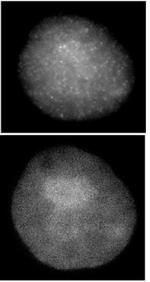 Histone H3 Antibody in Immunocytochemistry (ICC/IF)