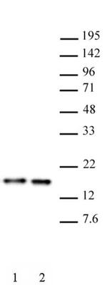 Histone H3 Antibody in Western Blot (WB)