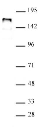 NCOA1 Antibody in Western Blot (WB)