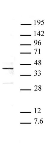 ATF4 Antibody in Western Blot (WB)