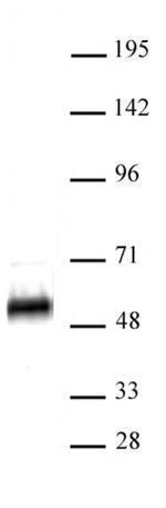 p53 Antibody in Western Blot (WB)