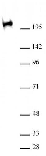 Phospho-RNA pol II CTD (Ser2, Ser5) Antibody in Western Blot (WB)
