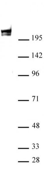 RNA pol II Antibody in Western Blot (WB)
