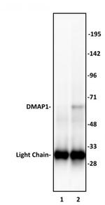 DMAP1 Antibody in Immunoprecipitation (IP)