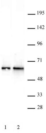 DMAP1 Antibody in Western Blot (WB)
